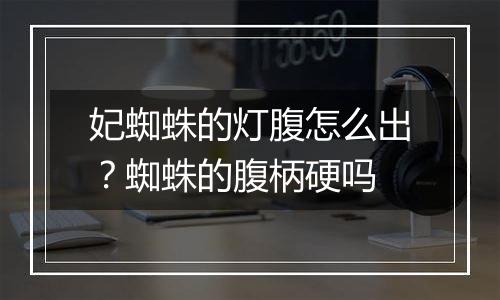 妃蜘蛛的灯腹怎么出？蜘蛛的腹柄硬吗